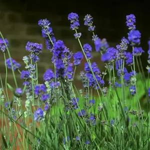 Lavandula 'Arabian Night'
